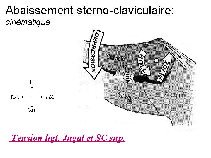 Abaissement sterno-claviculaire: cinématique ht Lat. méd bas Tension ligt. Jugal et SC sup. 