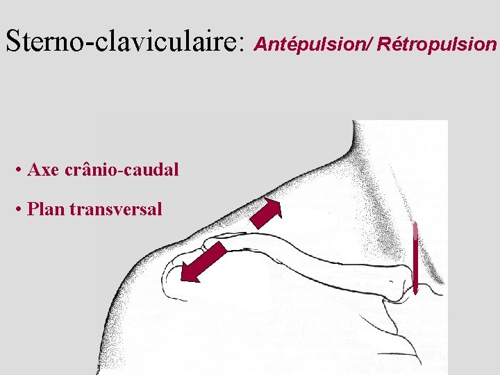 Sterno-claviculaire: Antépulsion/ Rétropulsion • Axe crânio-caudal • Plan transversal 