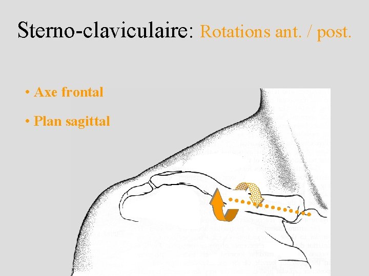 Sterno-claviculaire: Rotations ant. / post. • Axe frontal • Plan sagittal 