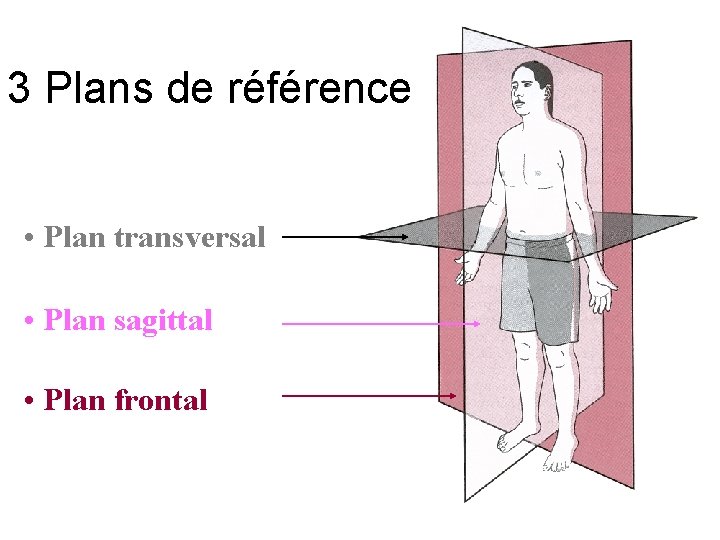 3 Plans de référence • Plan transversal • Plan sagittal • Plan frontal 