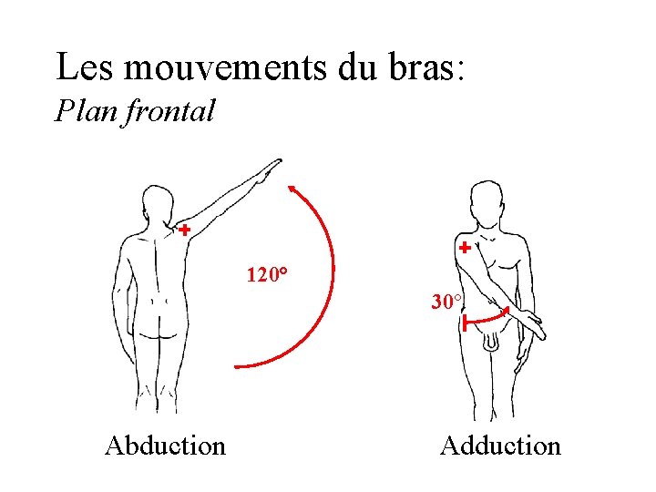 Les mouvements du bras: Plan frontal 120° 30° Abduction Adduction 