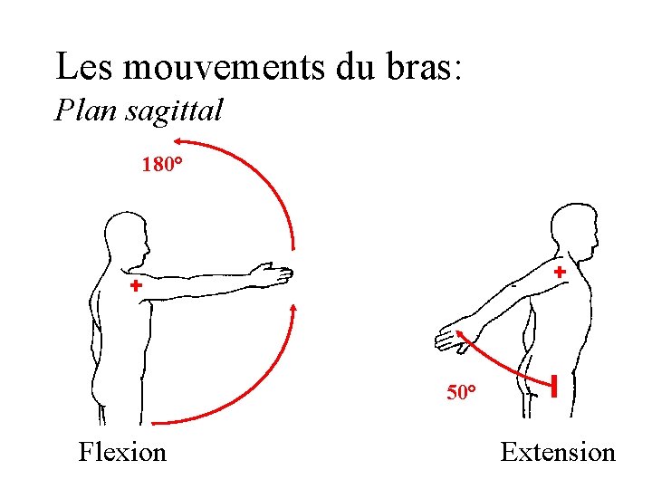 Les mouvements du bras: Plan sagittal 180° 50° Flexion Extension 