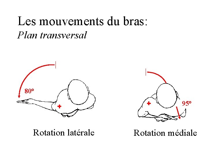 Les mouvements du bras: Plan transversal 80° 95° Rotation latérale Rotation médiale 