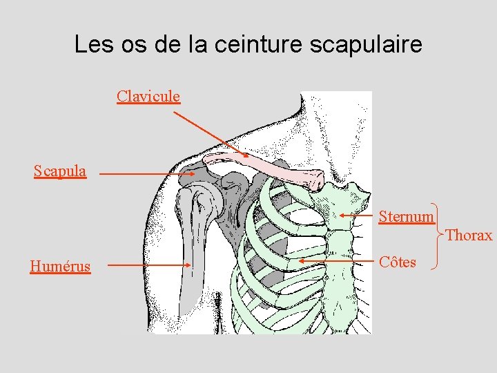 Les os de la ceinture scapulaire Clavicule Scapula Sternum Thorax Humérus Côtes 