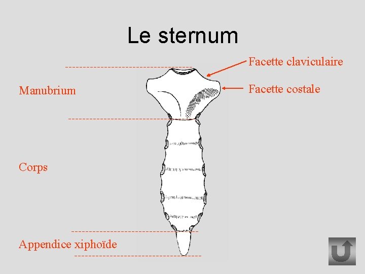 Le sternum Facette claviculaire Manubrium Corps Appendice xiphoïde Facette costale 