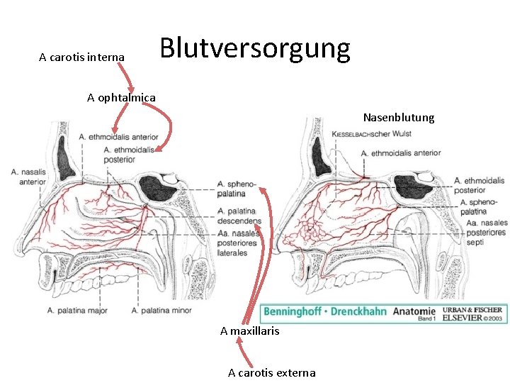 A carotis interna Blutversorgung A ophtalmica Nasenblutung A maxillaris A carotis externa 