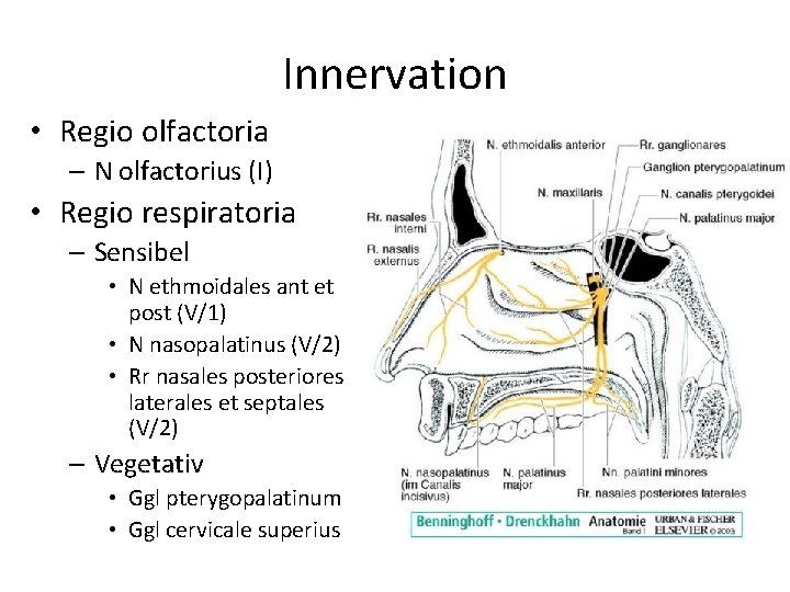 Innervation • Regio olfactoria – N olfactorius (I) • Regio respiratoria – Sensibel •