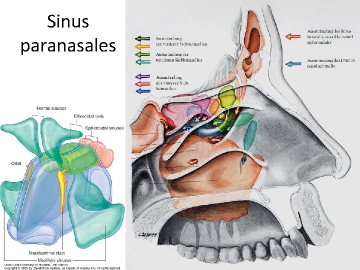 Sinus paranasales 