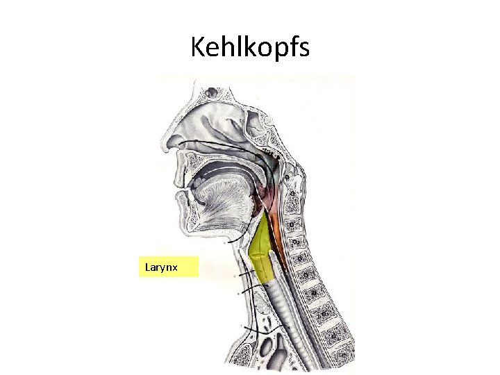 Kehlkopfs Larynx 