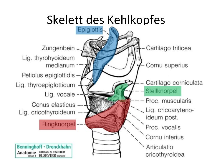 Skelett des Kehlkopfes 