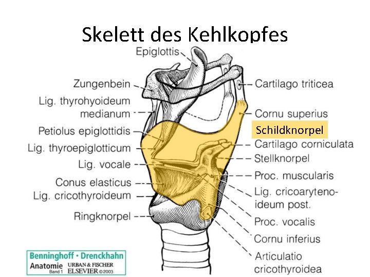 Skelett des Kehlkopfes Schildknorpel 