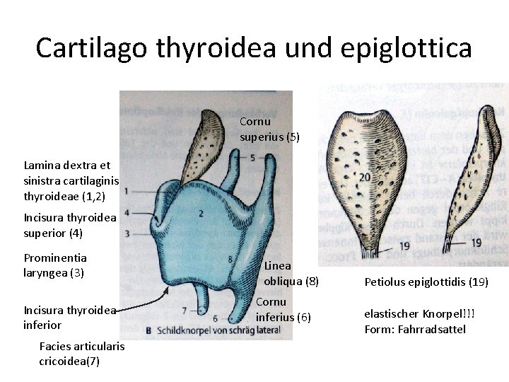 Cartilago thyroidea und epiglottica Cornu superius (5) Lamina dextra et sinistra cartilaginis thyroideae (1,