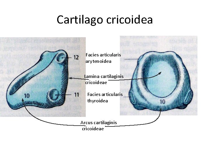 Cartilago cricoidea Facies articularis arytenoidea Lamina cartilaginis cricoideae Facies articularis thyroidea Arcus cartilaginis cricoideae