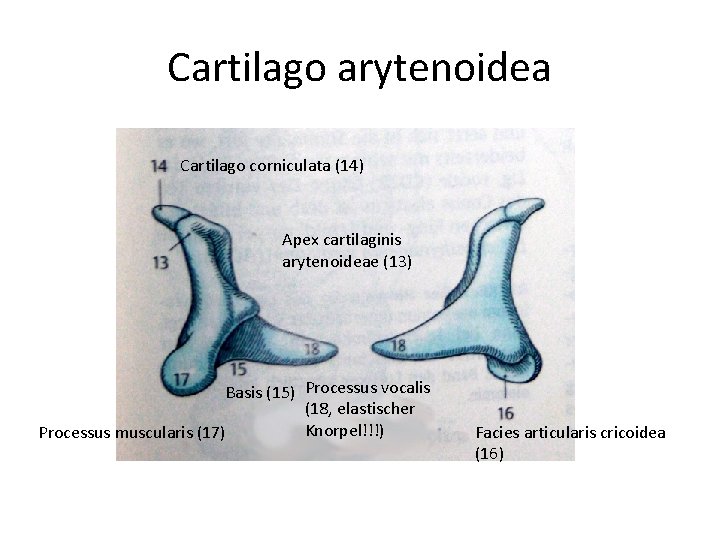 Cartilago arytenoidea Cartilago corniculata (14) Apex cartilaginis arytenoideae (13) Basis (15) Processus vocalis (18,