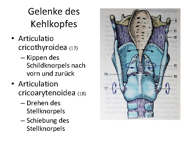 Gelenke des Kehlkopfes • Articulatio cricothyroidea (17) – Kippen des Schildknorpels nach vorn und