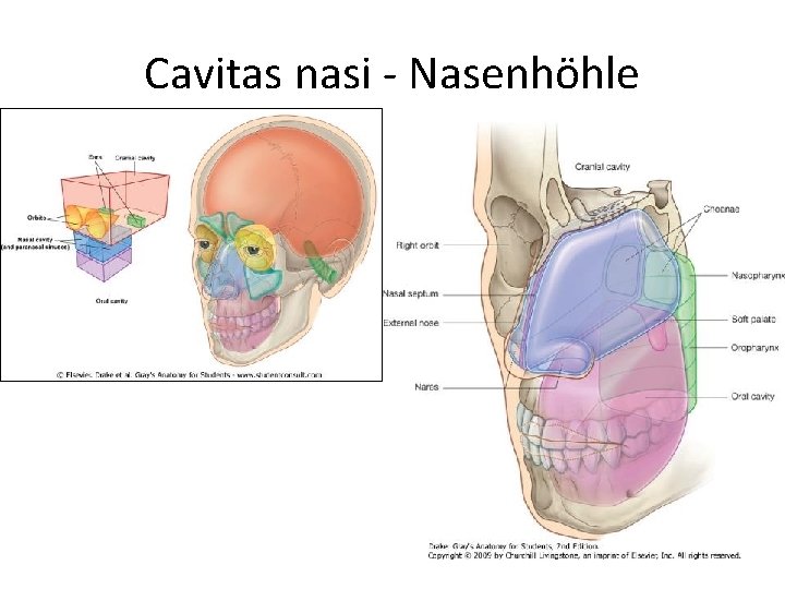 Cavitas nasi - Nasenhöhle 