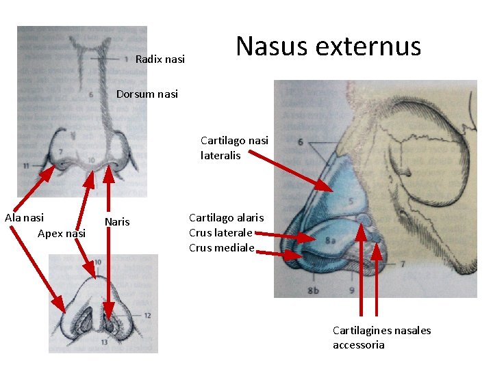 Radix nasi Nasus externus Dorsum nasi Cartilago nasi lateralis Ala nasi Apex nasi Naris