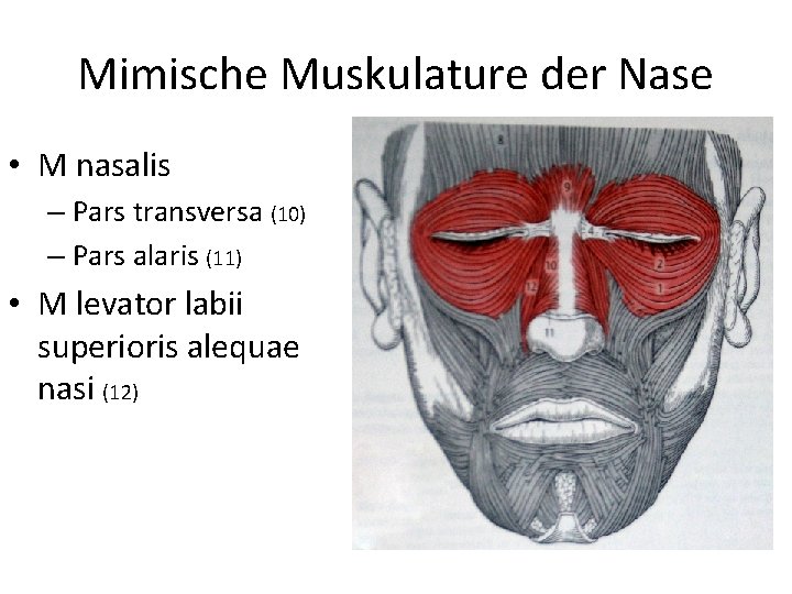 Mimische Muskulature der Nase • M nasalis – Pars transversa (10) – Pars alaris