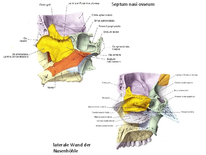 Septum nasi osseum laterale Wand der Nasenhöhle 