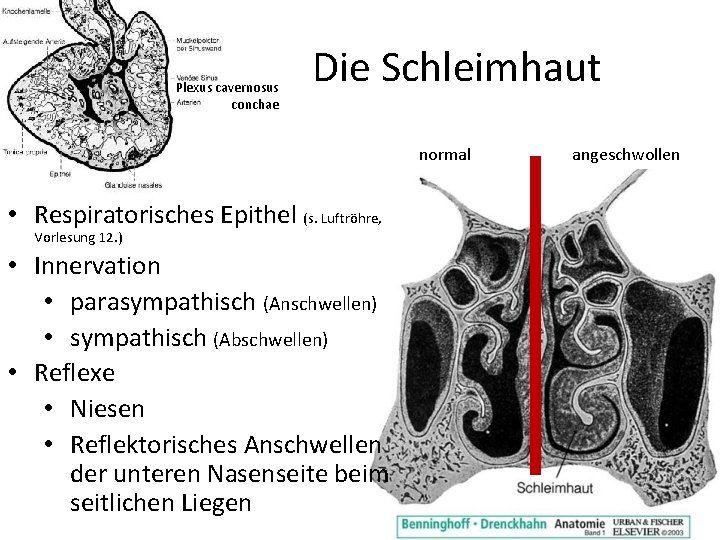 Plexus cavernosus conchae Die Schleimhaut normal • Respiratorisches Epithel (s. Luftröhre, Vorlesung 12. )