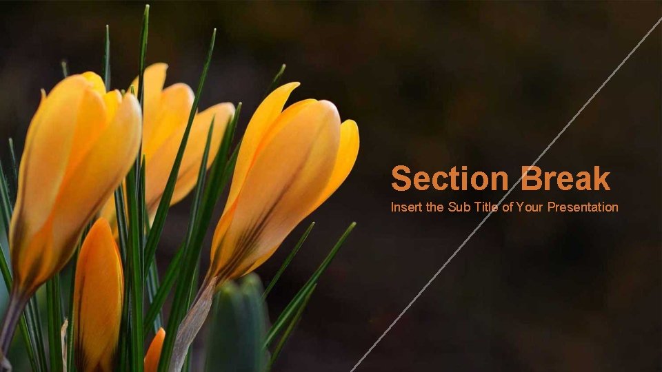 Section Break Insert the Sub Title of Your Presentation 