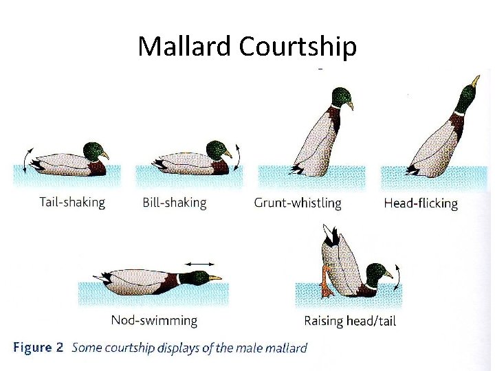 Mallard Courtship 