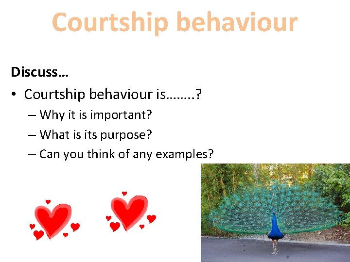 Courtship behaviour Discuss… • Courtship behaviour is……. . ? – Why it is important?