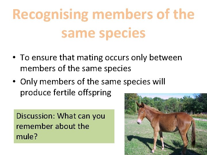 Recognising members of the same species • To ensure that mating occurs only between
