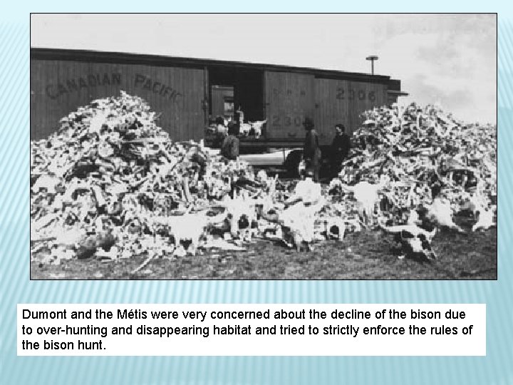 Dumont and the Métis were very concerned about the decline of the bison due