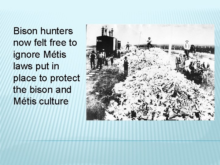 Bison hunters now felt free to ignore Métis laws put in place to protect