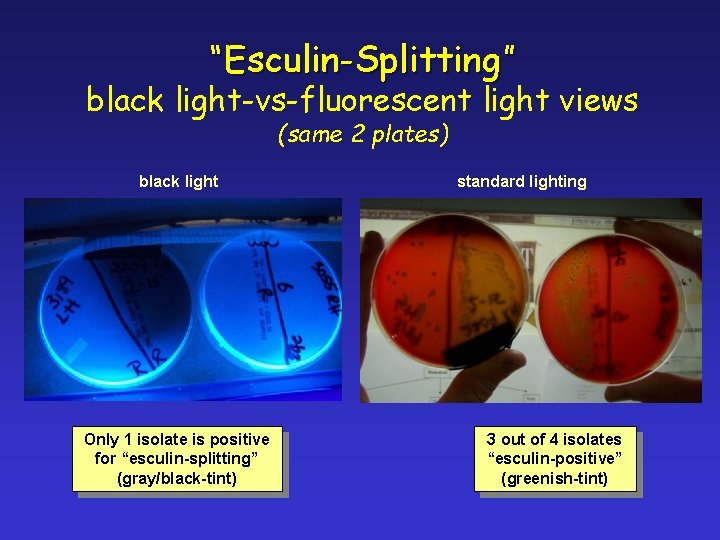 “Esculin-Splitting” black light-vs-fluorescent light views (same 2 plates) black light Only 1 isolate is