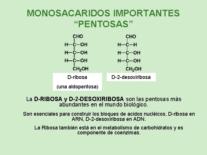 MONOSACARIDOS IMPORTANTES “PENTOSAS” D-ribosa D-2 -desoxiribosa (una aldopentosa) La D-RIBOSA y D-2 -DESOXIRIBOSA son