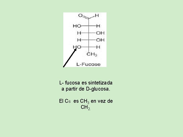 L- fucosa es sintetizada a partir de D-glucosa. El C 6 es CH 3