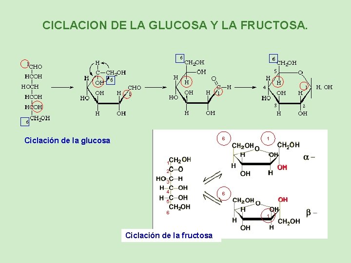 CICLACION DE LA GLUCOSA Y LA FRUCTOSA. 6 Ciclación de la glucosa 1 1