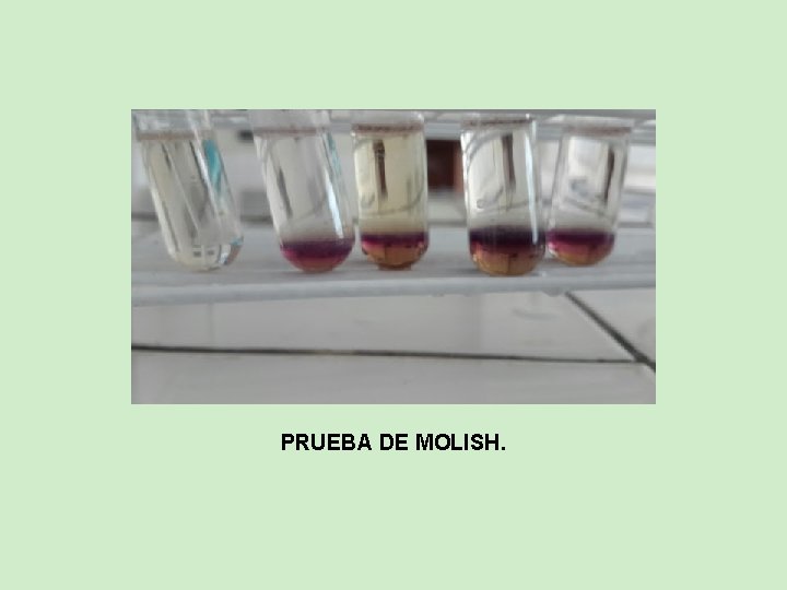 PRUEBA DE MOLISH. 