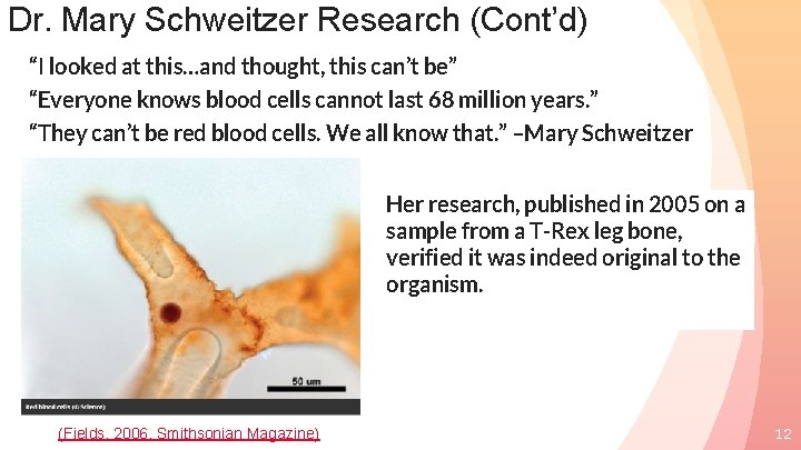Dr. Mary Schweitzer Research (Cont’d) “I looked at this…and thought, this can’t be” “Everyone