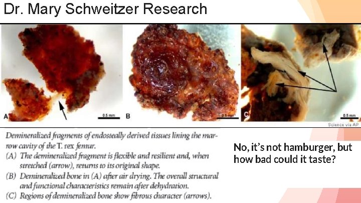 Dr. Mary Schweitzer Research SUBJECT BACKGROUND No, it’s not hamburger, but how bad could