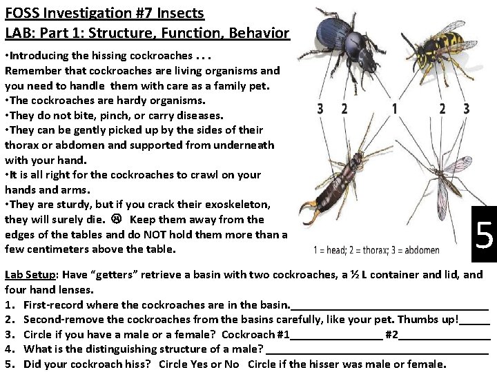 FOSS Investigation #7 Insects LAB: Part 1: Structure, Function, Behavior • Introducing the hissing