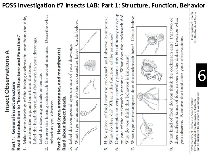 FOSS Investigation #7 Insects LAB: Part 1: Structure, Function, Behavior 6 