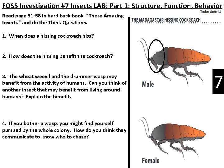 FOSS Investigation #7 Insects LAB: Part 1: Structure, Function, Behavior Read page 51 -58