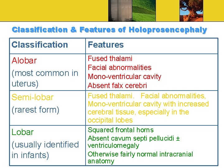 Classification & Features of Holoprosencephaly Classification Features Alobar (most common in uterus) Fused thalami