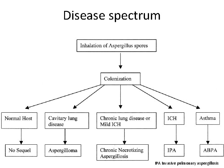 Disease spectrum IPA Invasive pulmonary aspergillosis 
