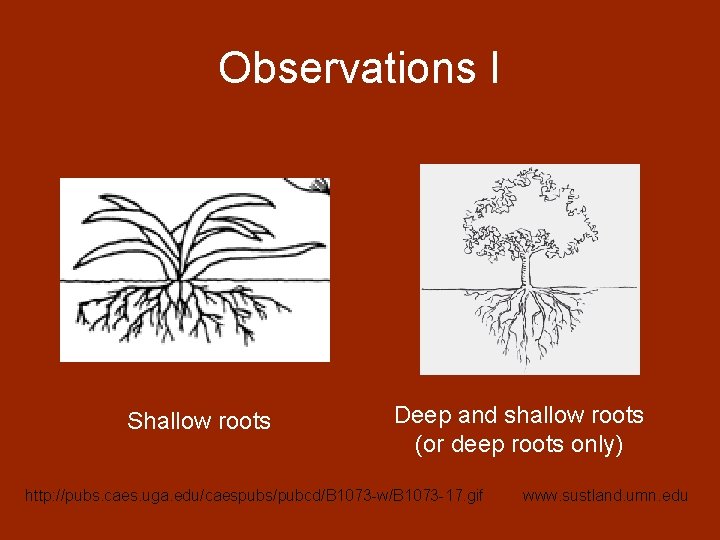 Observations I Shallow roots Deep and shallow roots (or deep roots only) http: //pubs.