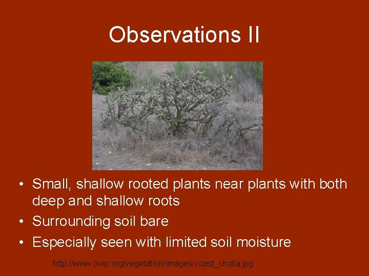 Observations II • Small, shallow rooted plants near plants with both deep and shallow