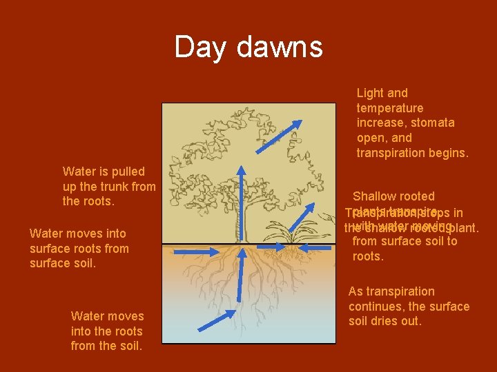 Day dawns Light and temperature increase, stomata open, and transpiration begins. Water is pulled