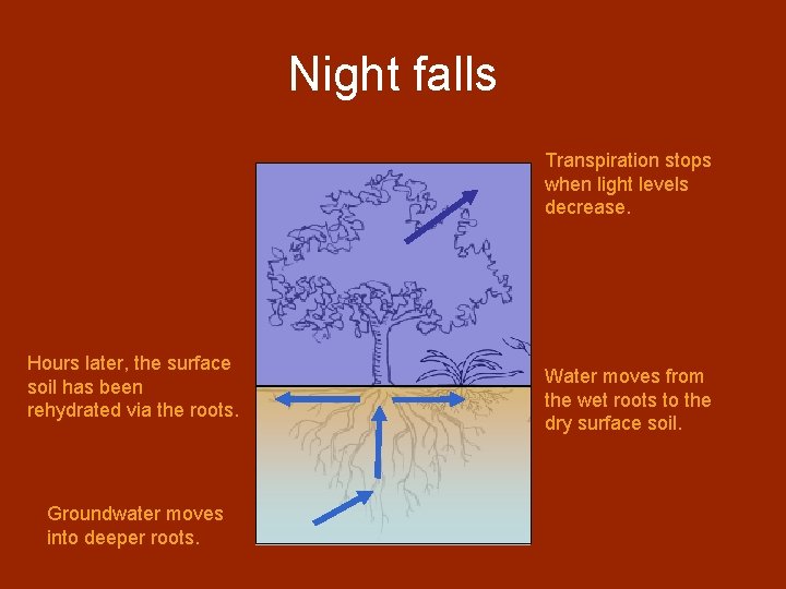 Night falls Transpiration stops when light levels decrease. Hours later, the surface soil has