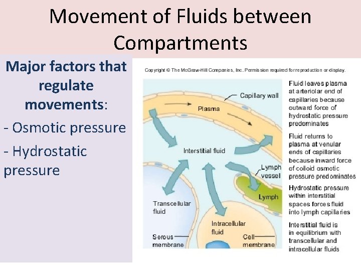 Movement of Fluids between Compartments Major factors that regulate movements: - Osmotic pressure -