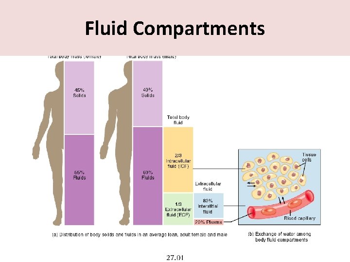 Fluid Compartments 