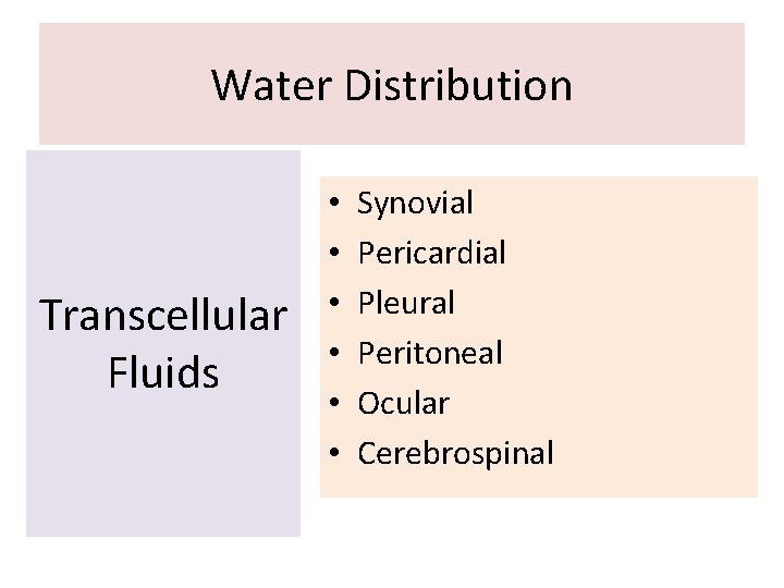Water Distribution Transcellular Fluids • • • Synovial Pericardial Pleural Peritoneal Ocular Cerebrospinal 