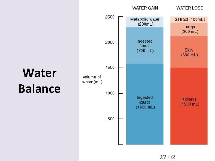Water Balance 